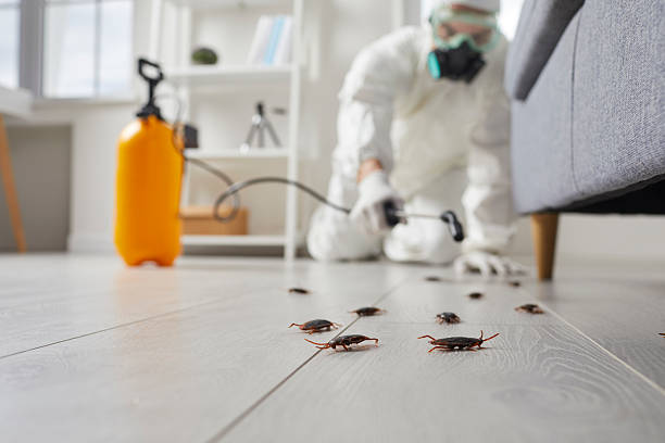 Post-Treatment Bed Bug Interceptor Monitoring in Mendota